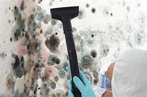 Why Get Professional Mold Removal Services And How