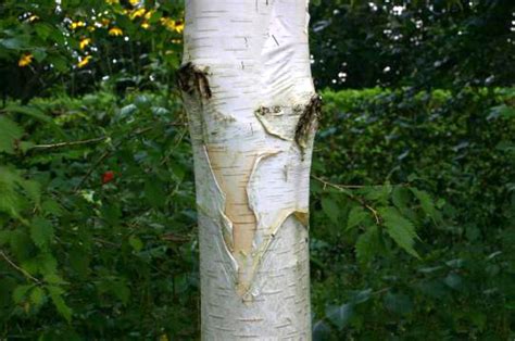 14 Wonderful Trees With White Bark Dengarden