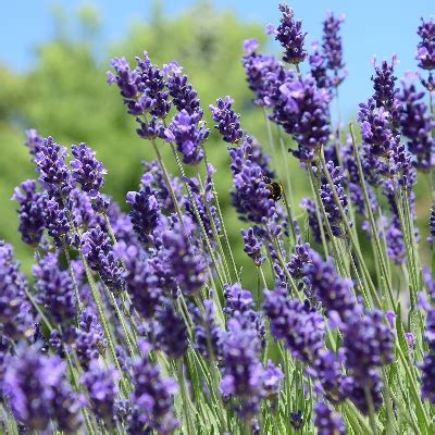 Lavande Officinale Ou Vrai Les Jardins Des Semences