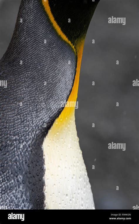 King Penguin Feathers Hi Res Stock Photography And Images Alamy