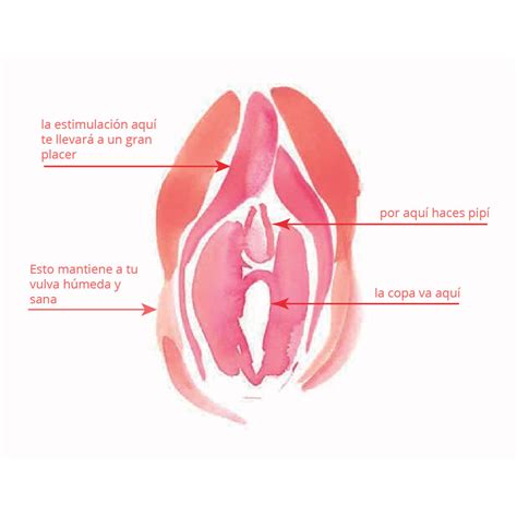 Vagina Vulva Cl Toris Anatom A De La Perfecci N Hot Sex Picture