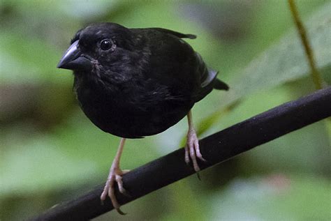 Meet The Endemic Birds Of St Lucia Ecttravel