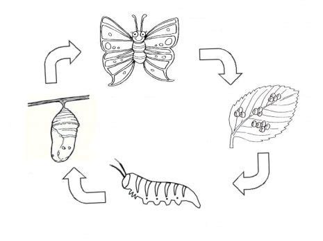 Life Cycle of a Butterfly coloring page | SuperColoring.com | Butterfly