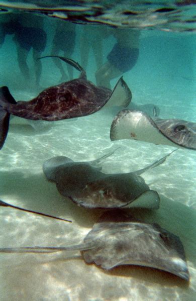 Hb Sees Record Number Of Stingray Injuries Orange County Register