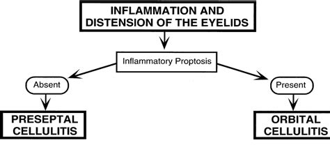 Volume 4 Chapter 25 Microbial Preseptal And Orbital Cellulitis