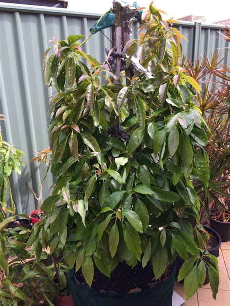 This original half wine barrel is an ideal garden planter. Forum: Growing Avocado Trees In Half Wine Barrels
