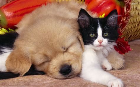 55 Cute Puppy And Kitten