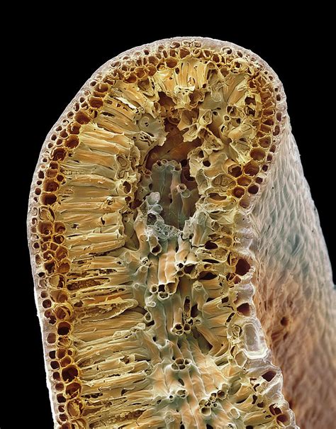 Leaf Tissue Structure Sem Photograph By Steve Gschmeissner Fine Art
