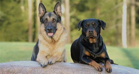 German Shepherd Rottweiler Mix Breed Traits Care And Activity Needs