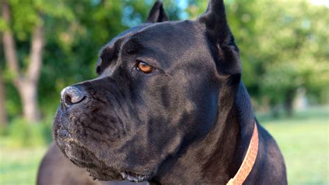 Cane Corso Is Most Searched For Dog Breed In Delaware Study Finds