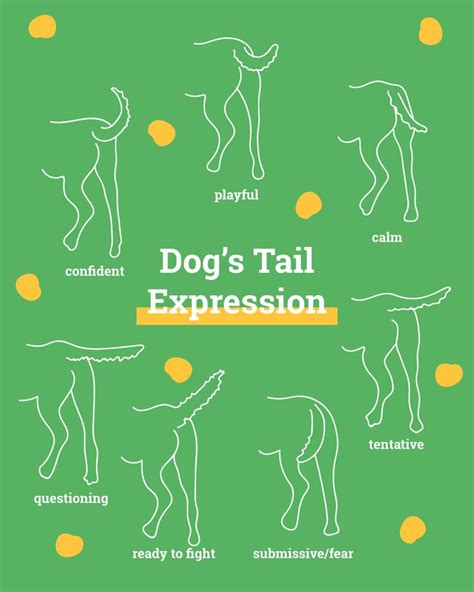 Dogs Tail Expression Pet Care Tips Dogs Pet Tags