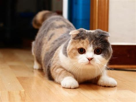 Cats With Tiny Legs 3 Munchkin Style Cat Scottish Fold Munchkin Cat