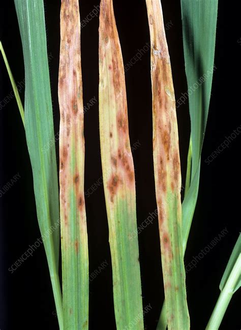 Phosphorus Deficiency In Barley Stock Image C0045095 Science