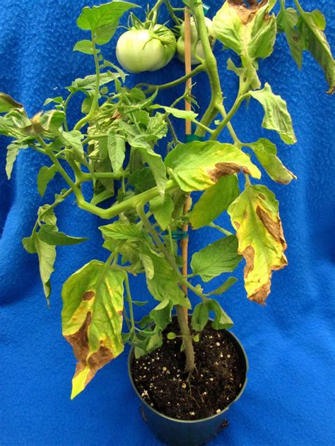 Drought Stress On Tomatoes Vegetable Pathology Long Island