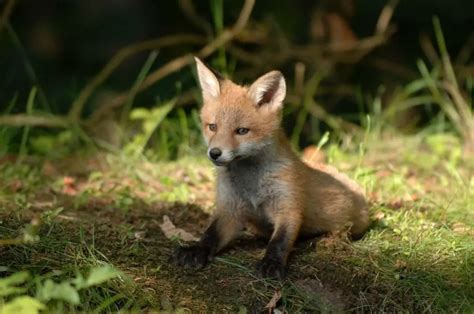 Red Fox Babies Red Fox Kits All Things Foxes