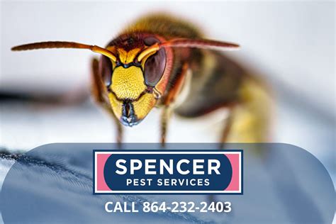 Spencer Pest Services Pest Control And Exterminator Servicesthe Truth