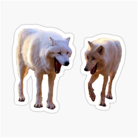 Laughing Wolves Meme Sticker By Spartian Redbubble