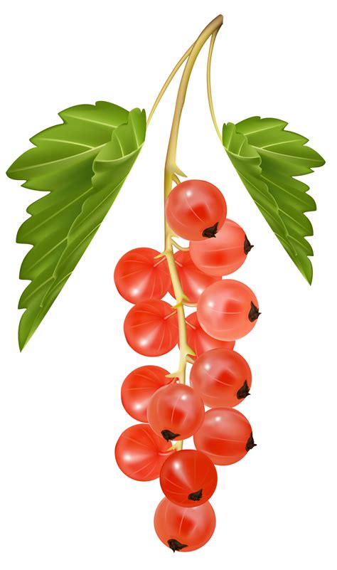 Redcurrant Clipart 20 Free Cliparts Download Images On Clipground 2023