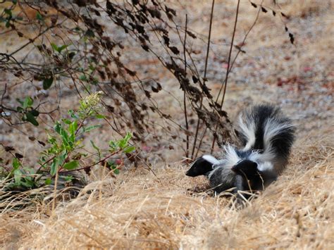 Striped Skunk Mephitis Mephitis San Francisco Bay Near T Flickr