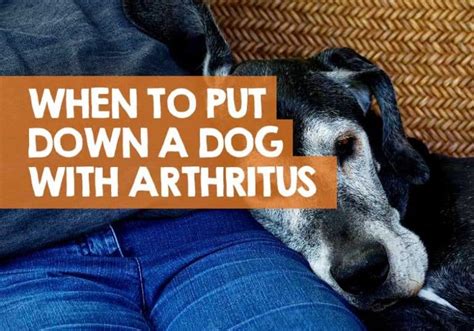 When To Euthanize A Dog With Arthritis What We Learned