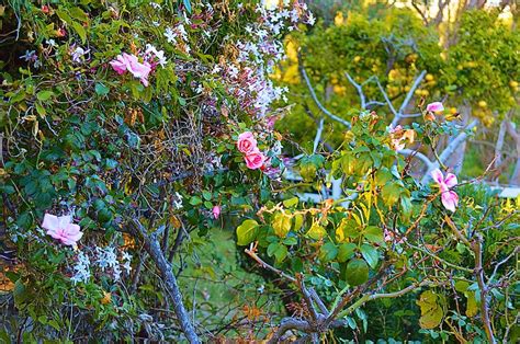 Wild Roses Photograph By Tommi Trudeau