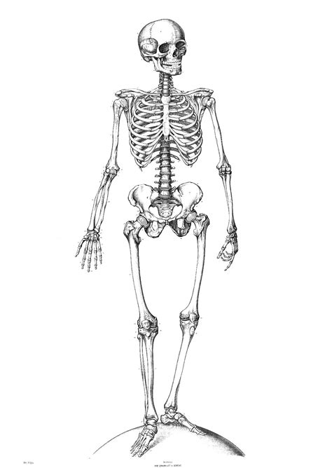 Easy Skeleton Coloring Pages