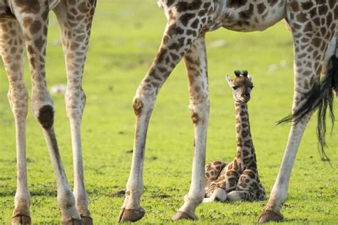Five Things You Probably Didnt Know About Giraffe Births