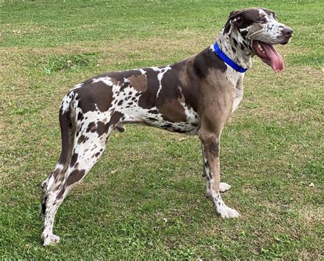 Akc 2 Year Old Chocolate Harlequin Male Great Dane Great Dane Puppies