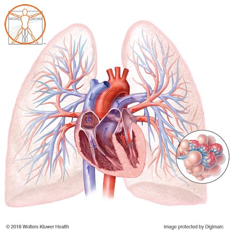 Pulmonary Circulation Illustration By Body Scientific Medical