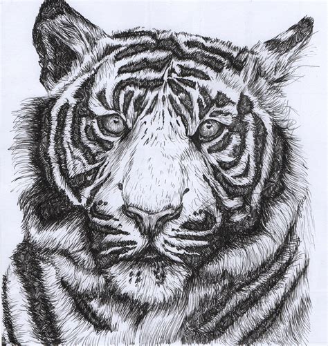 Tiger Illustration Tiger Art T Original Artwork Pen Etsy Tiger