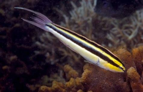 Eight New Reef Fish Found Off Indonesias Bali