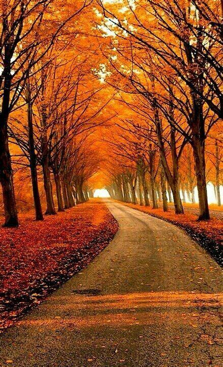 Beautiful World Beautiful Places Beautiful Roads Gorgeous Tree