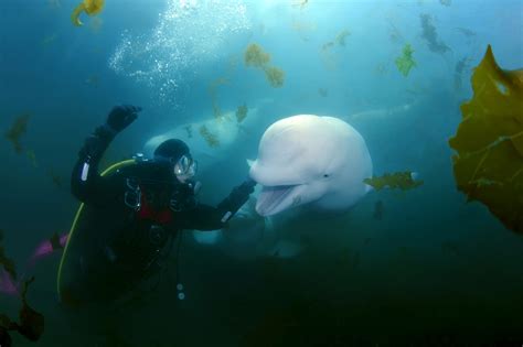 Baby Beluga Whales Play With Scuba Divers