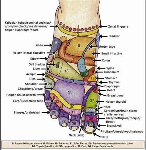 Reflexology Map For Top Of Foot Reflexology Reflexology Chart Foot