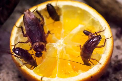 Biological control is a method of controlling pest populations naturally, without the use of toxic chemicals. Pests in food processing | Rentokil - the experts in pest ...