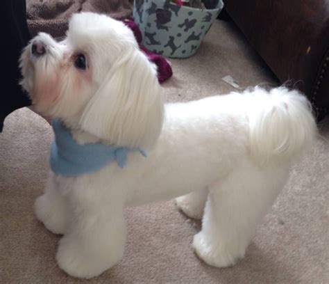 Hairstyles For Maltese Dogs Wavy Haircut