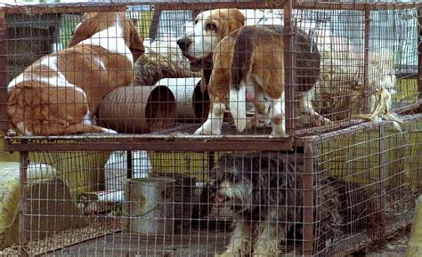 Bitter Truth Behind Puppy Mills In India Does It Affect Our Society