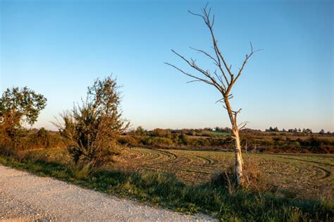 Premium Photo Winter Landscape With Bare Tree And Dirt Road