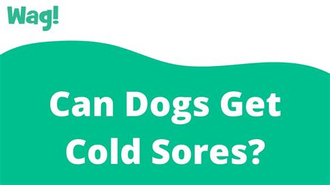 Can Dogs Get Cold Sores Wag Youtube