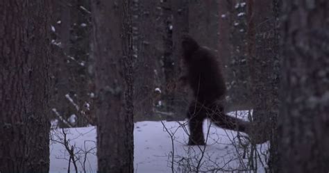 Rmso Bigfoot Morozov Bigfoot Video Russian Red Flag Yeti