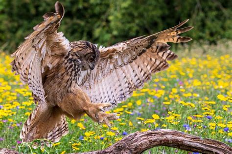 Eagle Owl Bubo Bubo Stock Photo Image Of Horned Falco 149806666