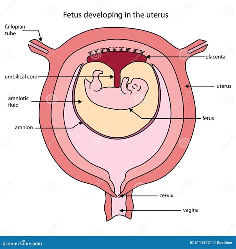 Fully Labeled Diagram Of Embryo Developing In The Uterus Stock Vector Images And Photos Finder