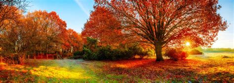 15 Beautiful Autumn Trees That Turn Red Uk