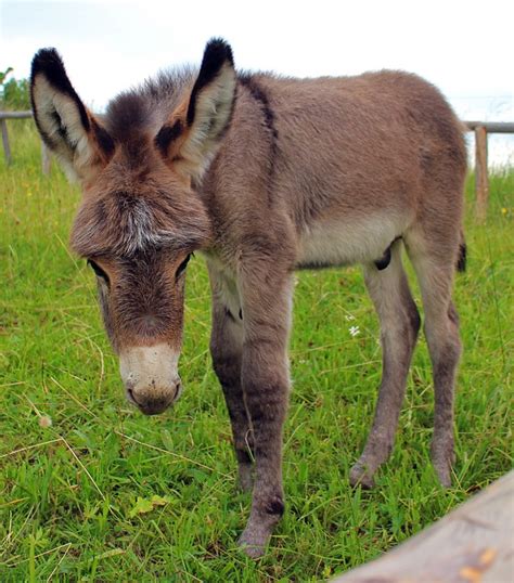 Donkey Foal Free Photo On Pixabay Pixabay