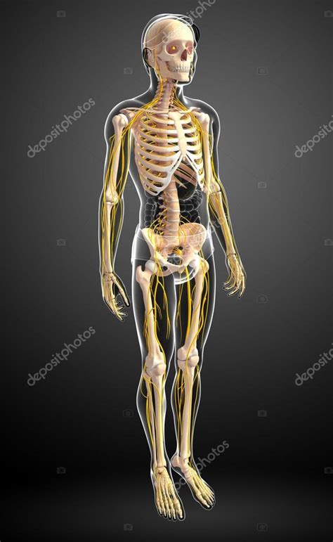 Male Skeleton And Nervous System Artwork — Stock Photo © Pixdesign123