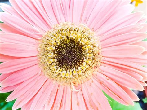 Top View Of A Pink Barberton Daisy Growing In Sunlight Stock Image
