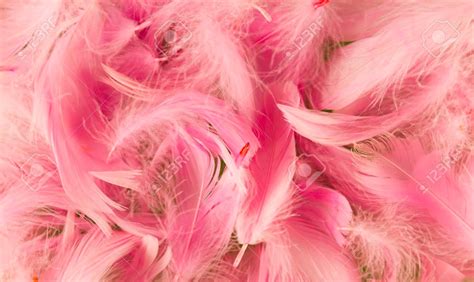 36 Feather Pink Wallpapers Wallpapersafari