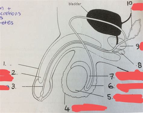 The Male Reproductive System Diagram Quizlet