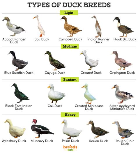 Duck Breeds Facts Types And Pictures Artofit