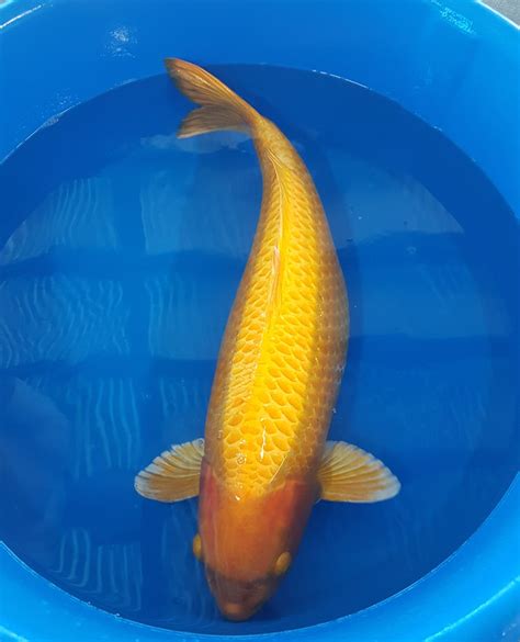 Jumbo Koi Fish For Sale Siervissen Online Shop Thekoifish